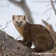 Illustration for article titled Monday Mustelid - Martes zibellina Edition